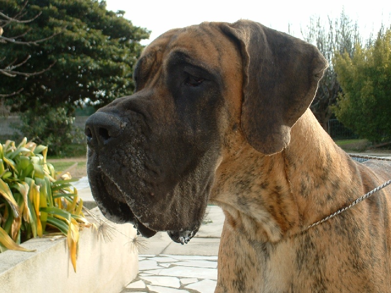 Bergham De baussenque